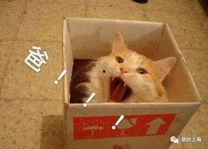 猫咪穿龙袍表情包